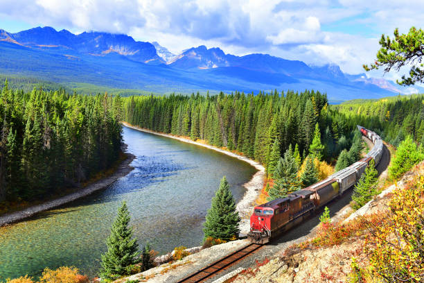 A train winding through dense pine forests in the Canadian Rockies